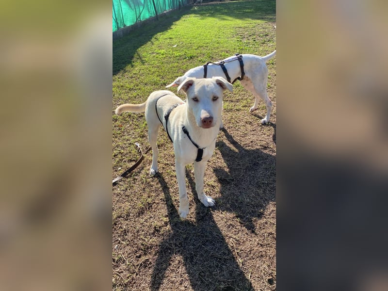 Titanio - er findet seinen Weg