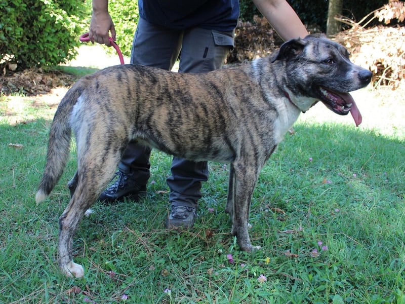 Fionella - Tigerchen sucht Familie