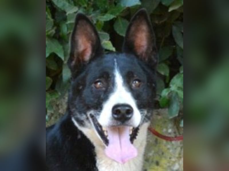 Edelmira - Das Leben in homöopathischen Dosen kennenlernen