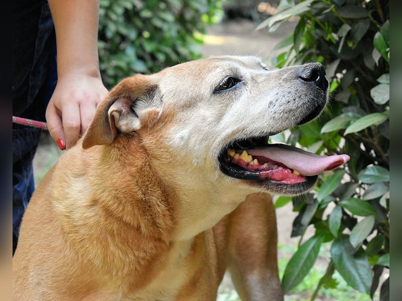 Rinaldo - Gold-Senior sucht dringend Zuhause