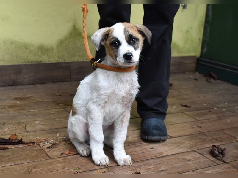 Elenio - SOS - Dringend Zuhause gesucht - Ein leuchtendes Fellknäuel