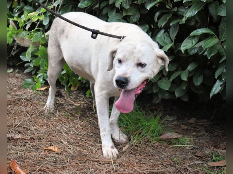 Ottaviano - Fels in der Brandung gesucht!