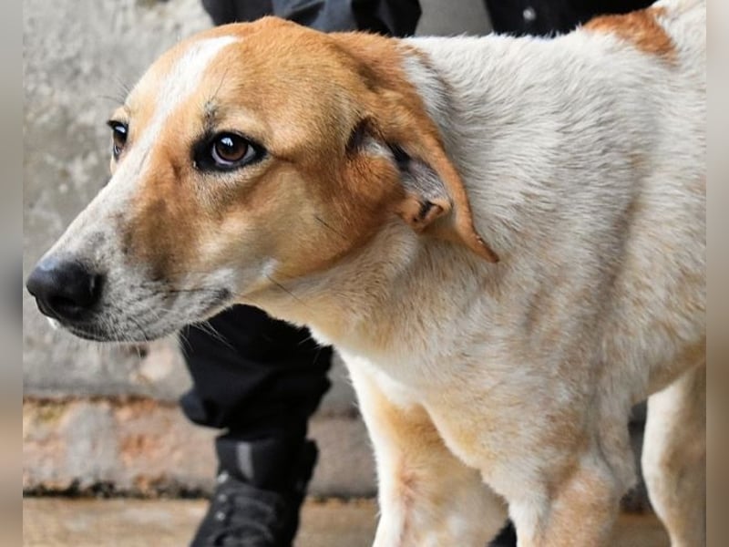 Molletta - Junghündin sucht Anschluss mit Streicheleinheiten