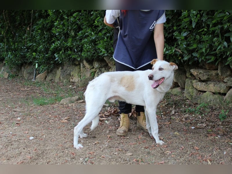 Ludoviko - Gipfelstürmer