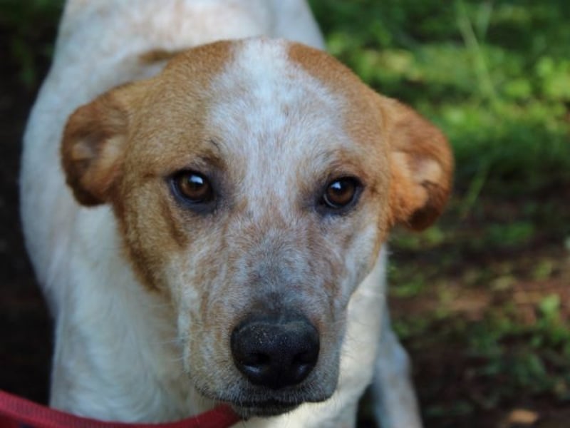 Zoilo - Z wie Zuckersüß und Zauberhaft