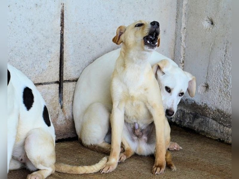 Rodrigue - Ein Anfang, der nie kam