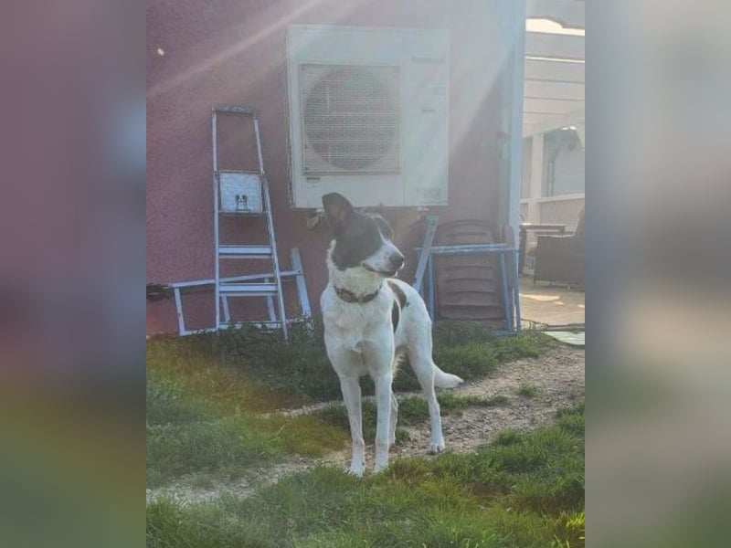 Fioretta - NOTFALL - 2. Lebensglück gesucht