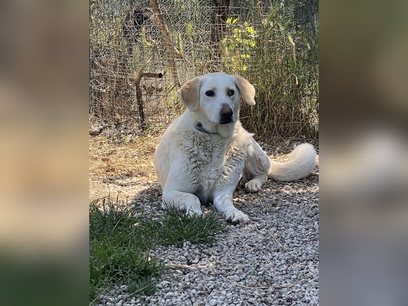 Patty - Vorsichtig auf den Pfoten, groß im Herzen