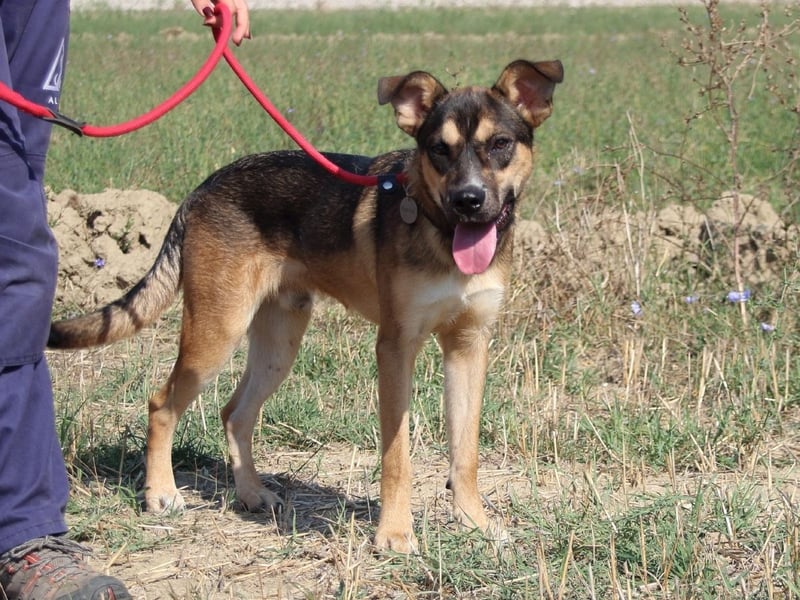 Aki - Verloren, gerettet, verlassen...