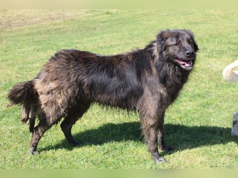 Nayra - unsere Süße