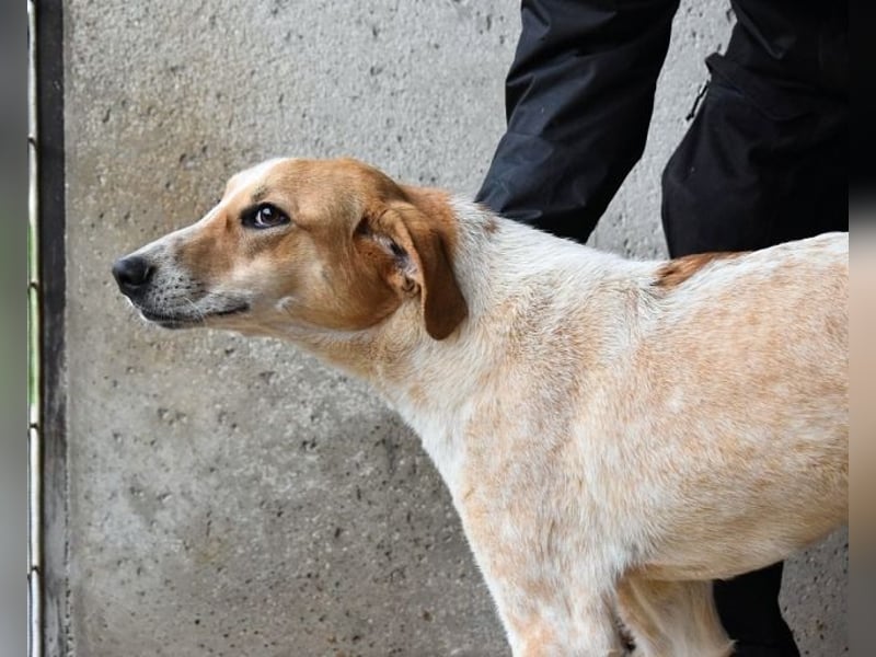 Molletta - Junghündin sucht Anschluss mit Streicheleinheiten