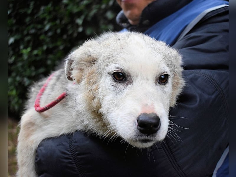 Kemyra - Ein "Wölfchen" sucht sein Rudel