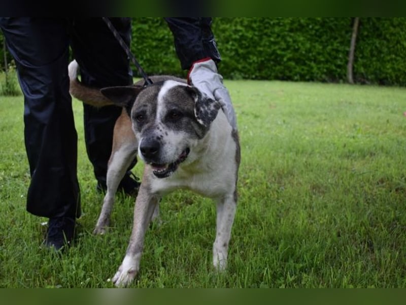 Chucky - Großer Hund sucht großes Herz