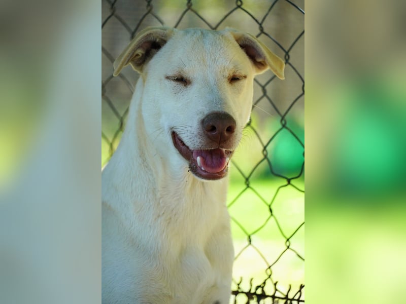 Titanio - er findet seinen Weg