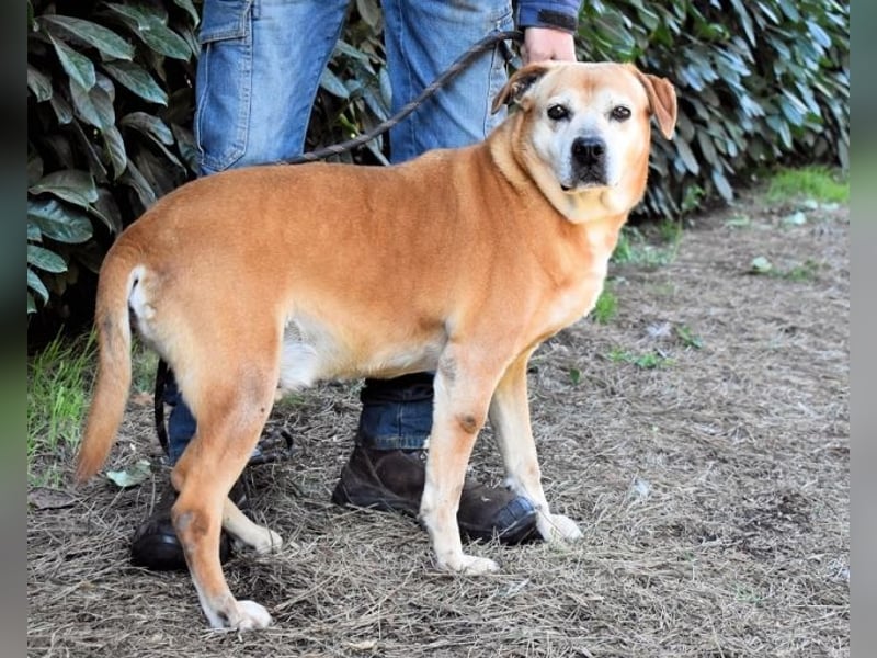 Rinaldo - Gold-Senior sucht dringend Zuhause