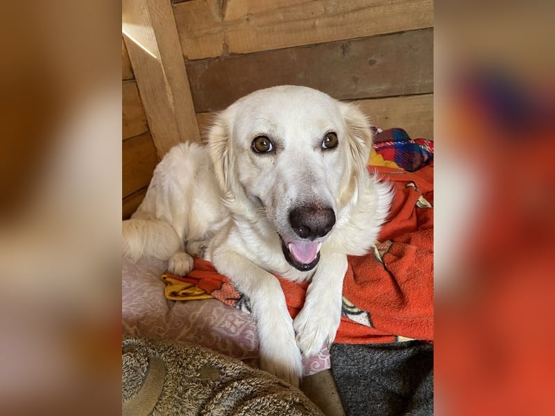 Idylle - Sanfte Hündin sucht Lieblingsmenschen