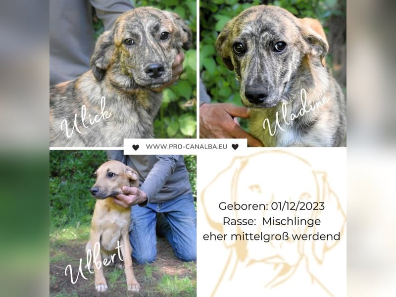 Ulbert - hat alles verloren