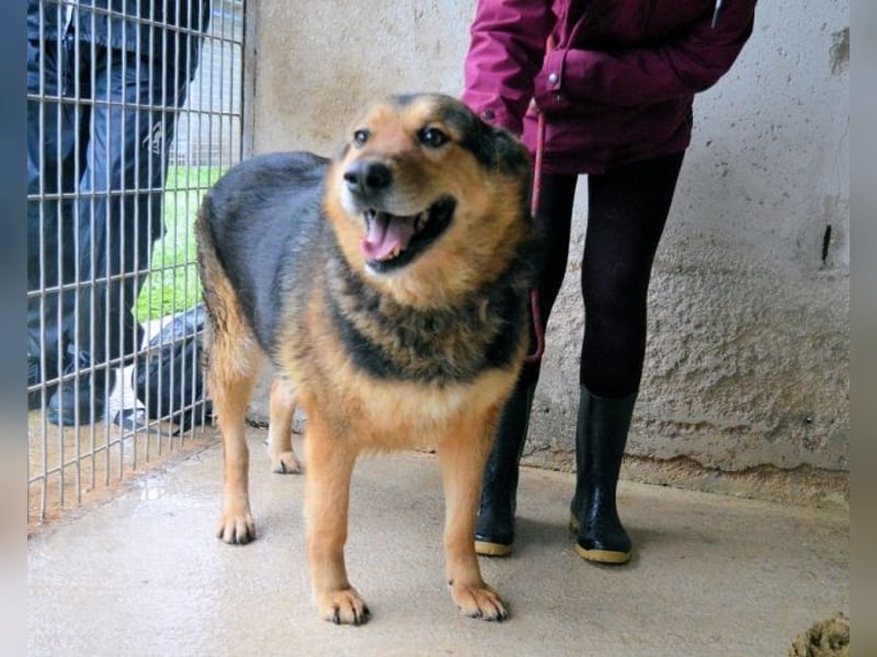 Annalise - Eine liebevolle Gefährtin sucht ihren Menschen Annalise - Eine liebevolle Gefährtin sucht ihren Menschen