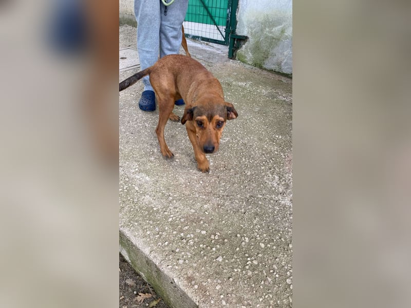 Yola - (Dringend Pflegestelle oder Zuhause gesucht) wie bei Hänsel und Gretel - nur schlimmer