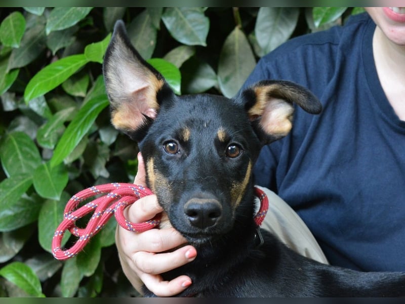 Drifa - vorsichtiges Hundemädchen auf der Suche nach Geborgenheit