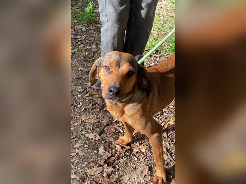 Yola - (Dringend Pflegestelle oder Zuhause gesucht) wie bei Hänsel und Gretel - nur schlimmer