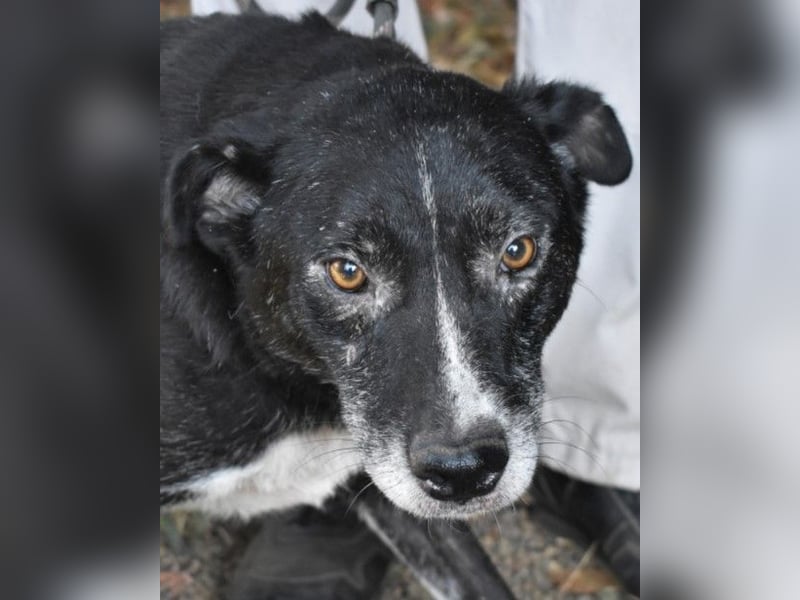 Elowen - eine Tänzerin im Mondlicht, bis die Sonne die Träume verjagt