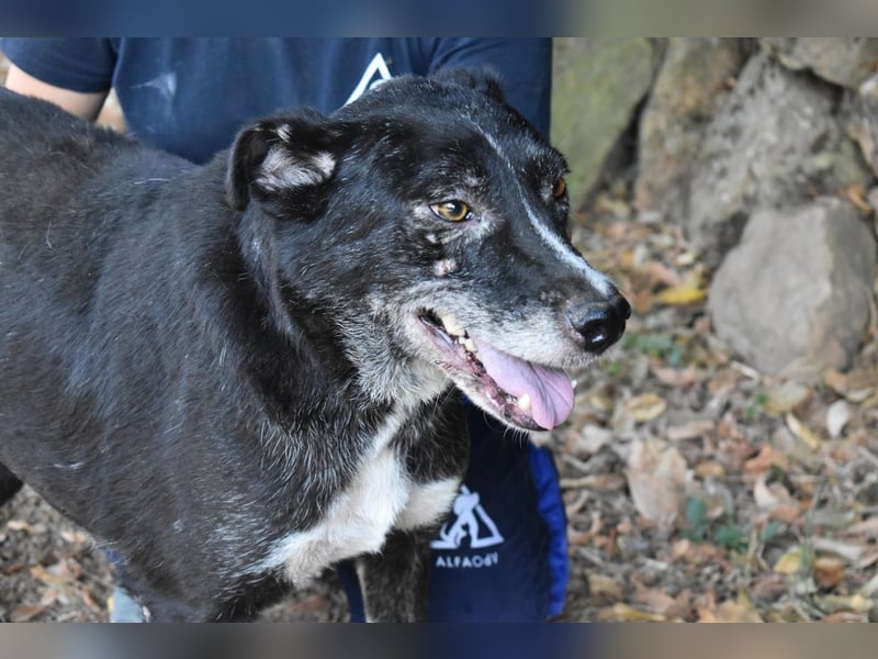 Elowen - eine Tänzerin im Mondlicht, bis die Sonne die Träume verjagt