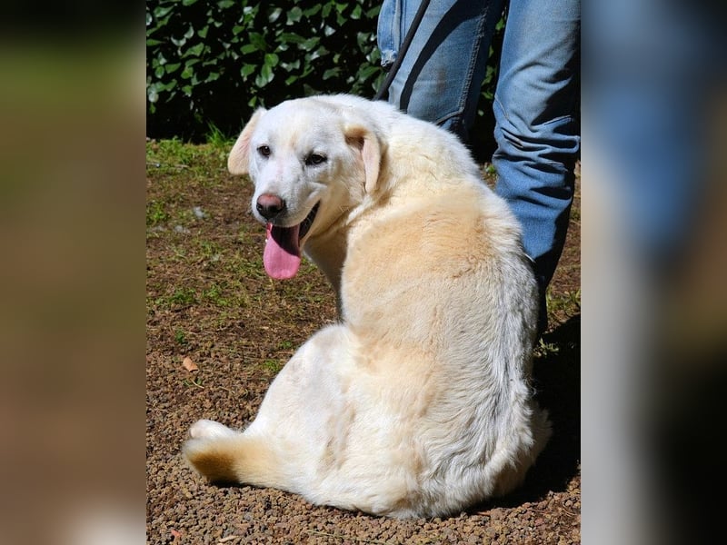 Shipley - Ein riesiges Missverständnis!