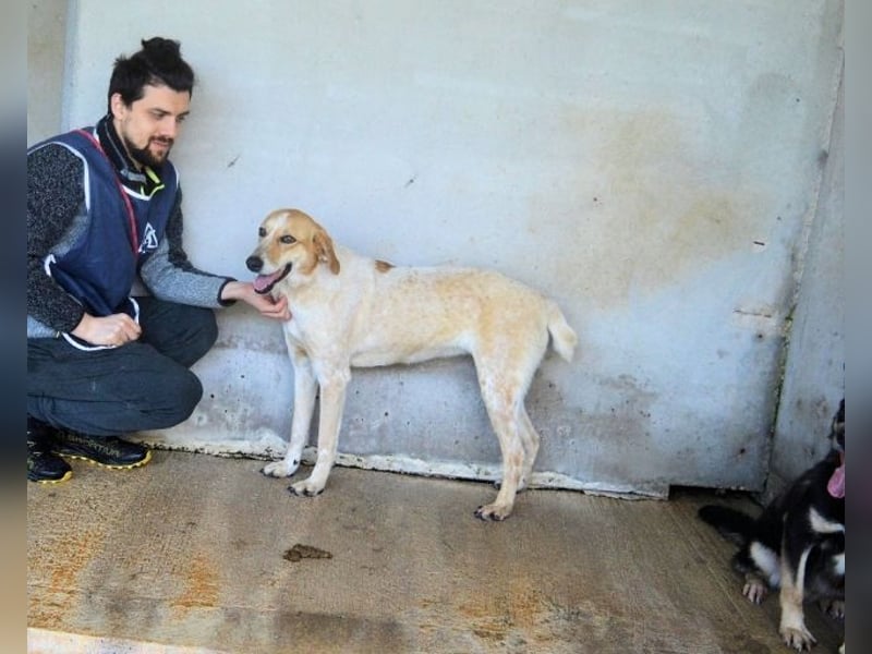 Molletta - Junghündin sucht Anschluss mit Streicheleinheiten