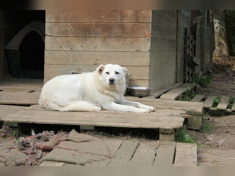 Gea - eine zarte Seele auf der Suche nach ihren Menschen
