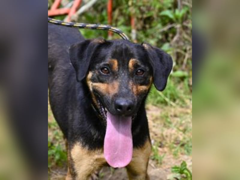 Robin - (Dringend Zuhause oder Pflegestelle gesucht) Ein unbeschriebenes Blatt...