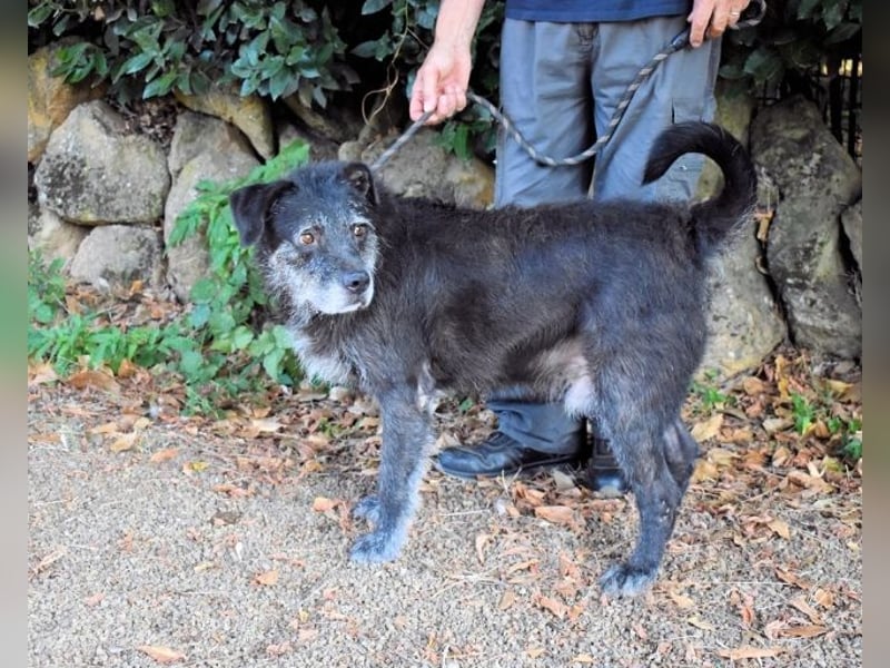 Baldovino - Lieber, großer Kerl fragt: Darf ich zu Dir?