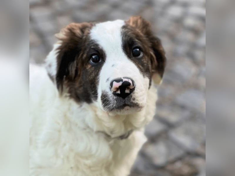 Ingo -  Neunmal werden wir noch wach...