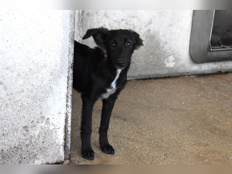 Nerissa - Das Märchen von den fünf Schwestern