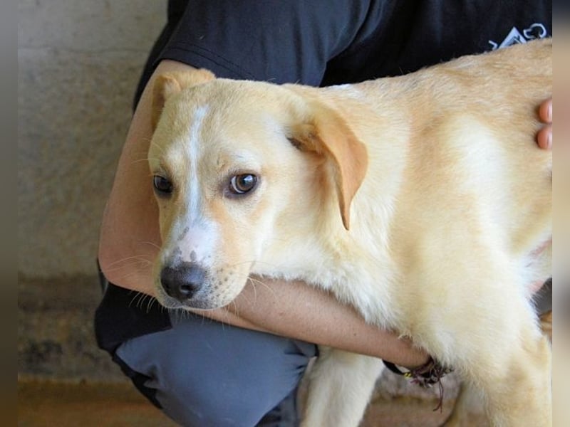 Rodrigue - Ein Anfang, der nie kam