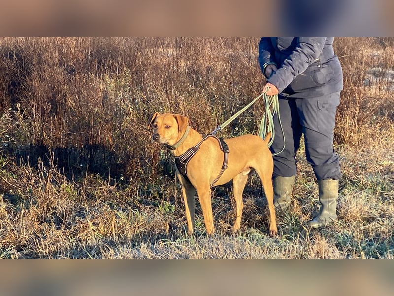 Jasper - Warten auf den einen Menschen