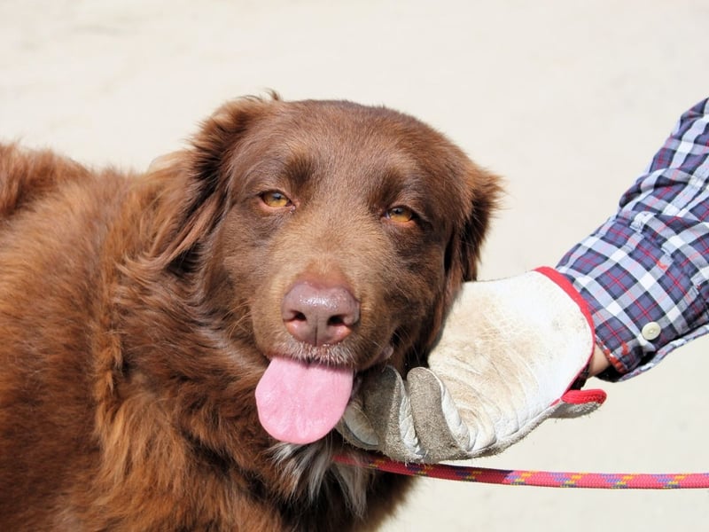 Beckey - Berufswunsch Prinzessin