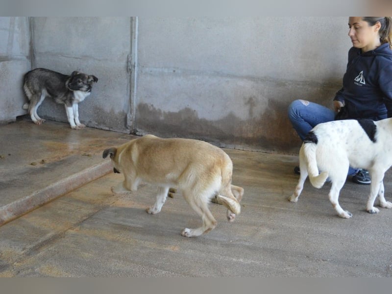 Quivira - Kleines Hundekind, was nun?