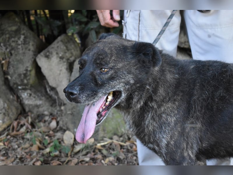 Fareeda - Wo die Schmetterlinge wohnen