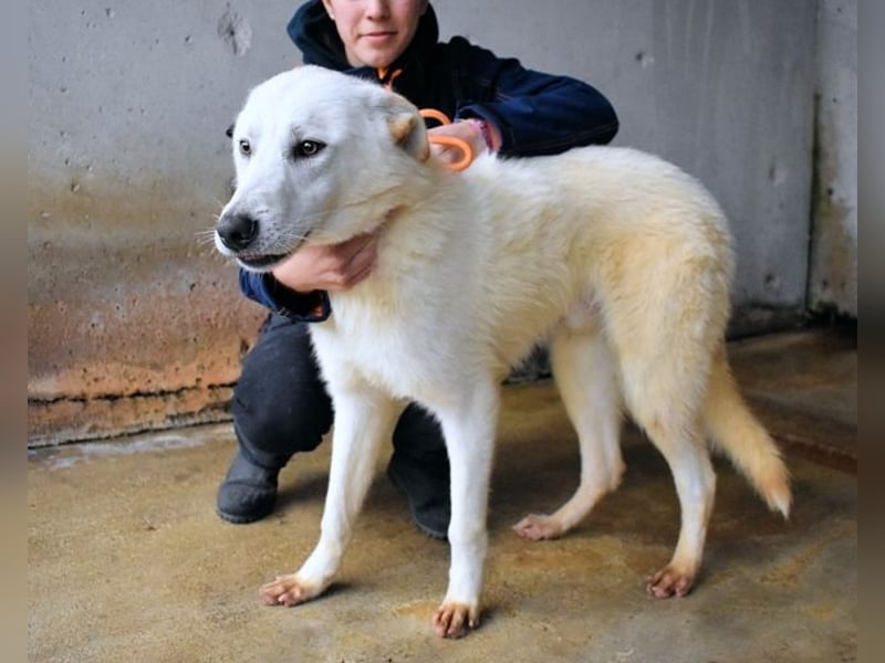 Weeke - Knopfaugen auf der Suche nach einem Lieblingsmenschen