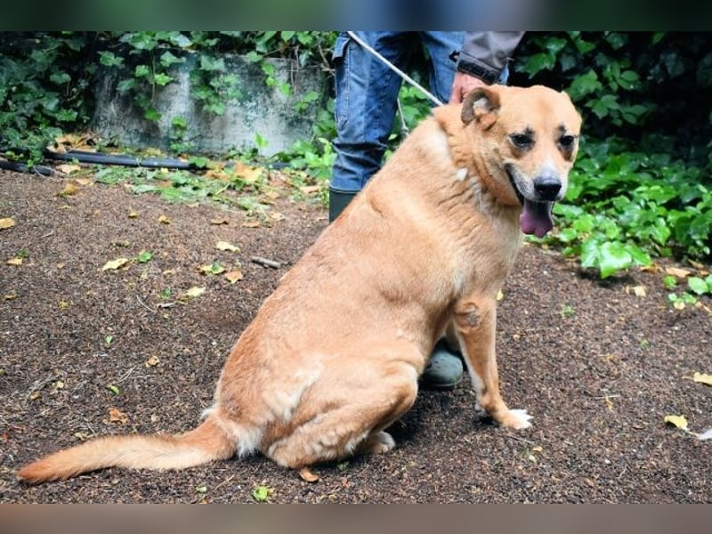 Cesny - Noch ist es nicht zu spät, aber es wird höchste Zeit!