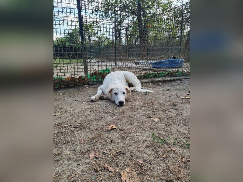 Tonia - (Dringend Pflegestelle oder Zuhause gesucht) Bereit Herzen im Sturm zu erobern