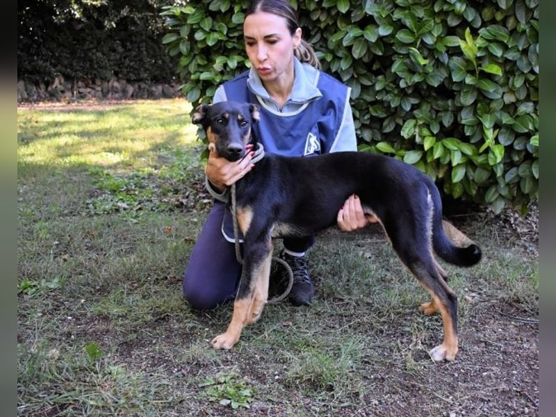 Drifa - vorsichtiges Hundemädchen auf der Suche nach Geborgenheit