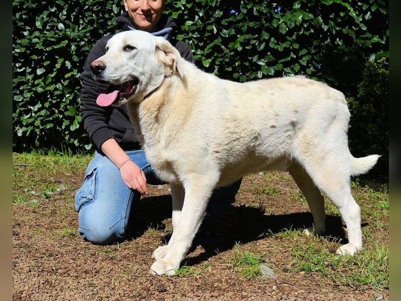 Scoutie - Ein riesiges Missverständnis!