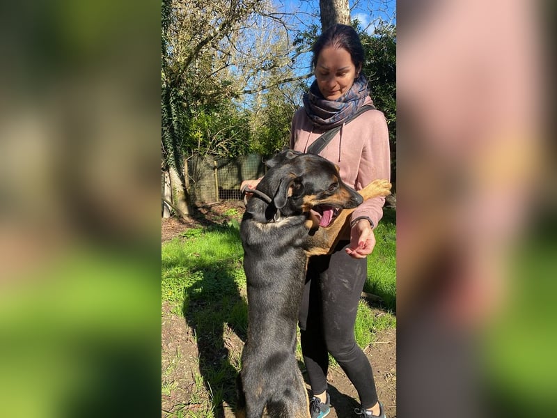 Robin - (Dringend Zuhause oder Pflegestelle gesucht) Ein unbeschriebenes Blatt...