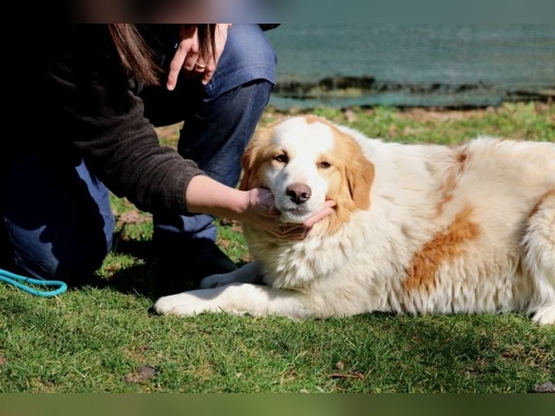 Tish - mit dem wunderschönen Kuschelfell