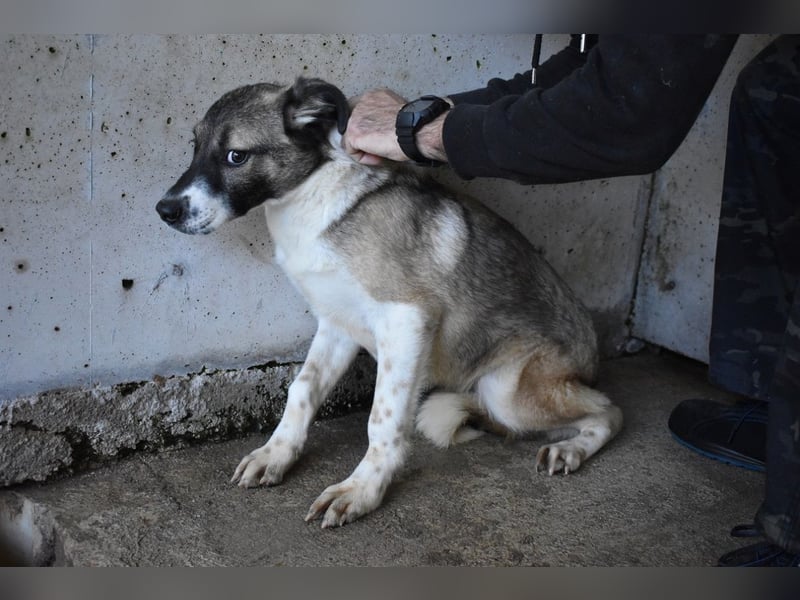 Quorivah - Kleines Hundemädchen, was nun?