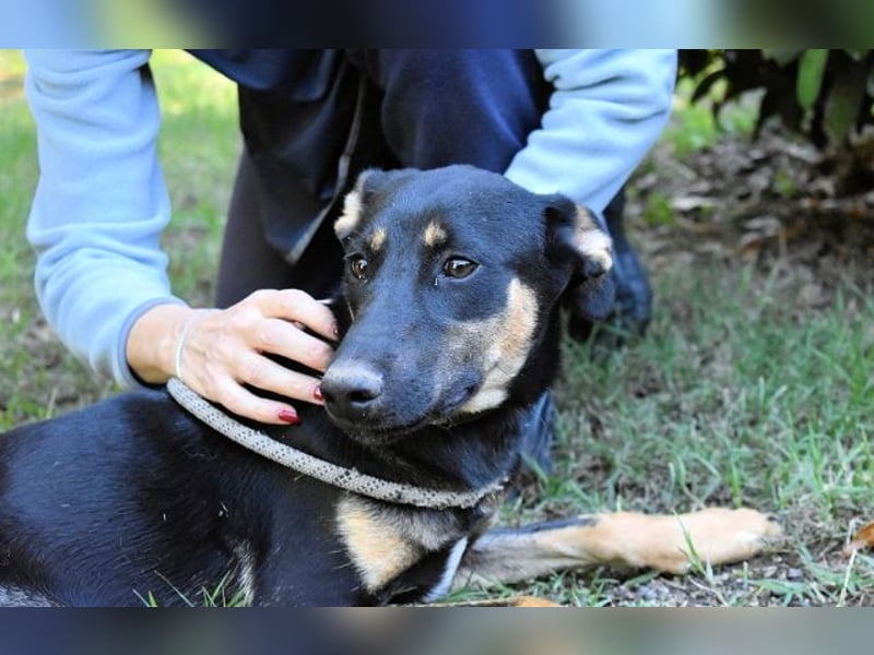 Drifa - vorsichtiges Hundemädchen auf der Suche nach Geborgenheit