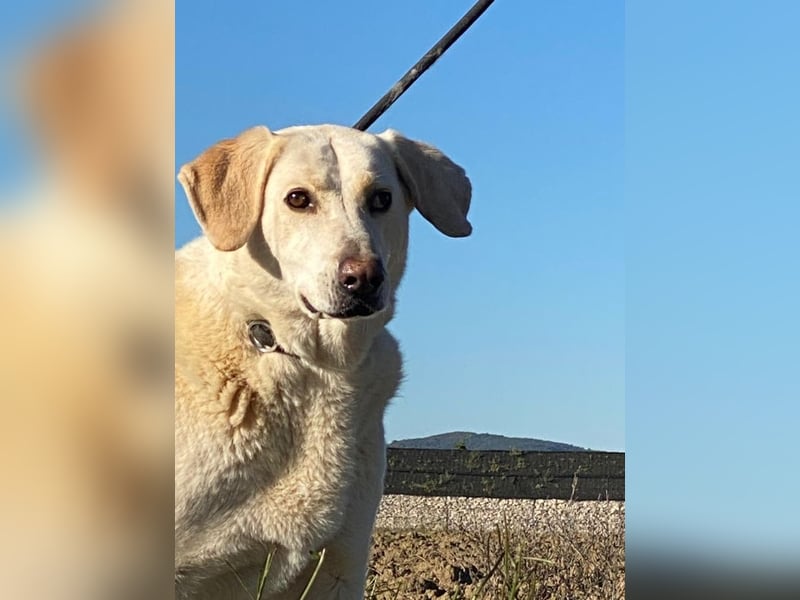 Patty - Vorsichtig auf den Pfoten, groß im Herzen