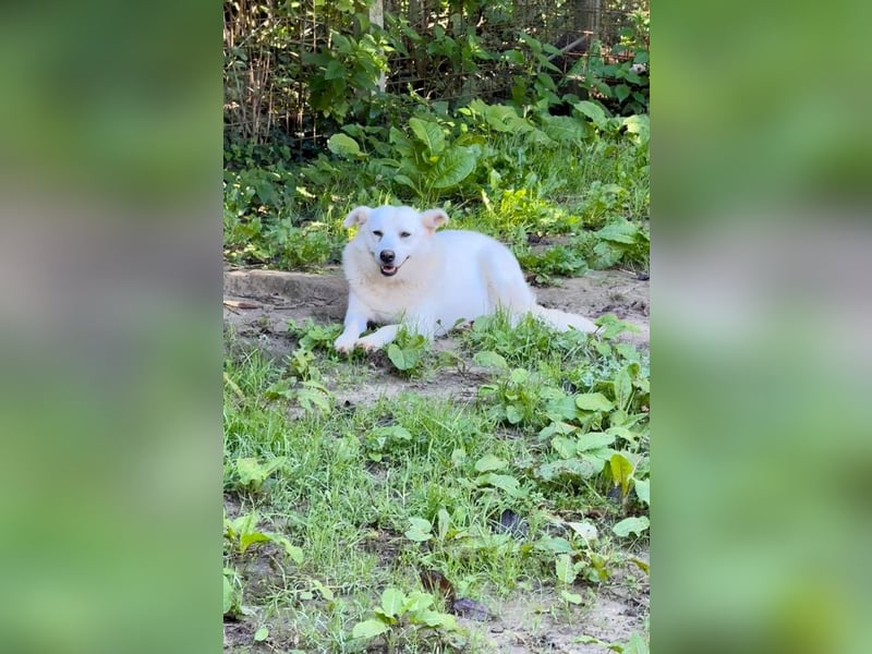 Gea - eine zarte Seele auf der Suche nach ihren Menschen